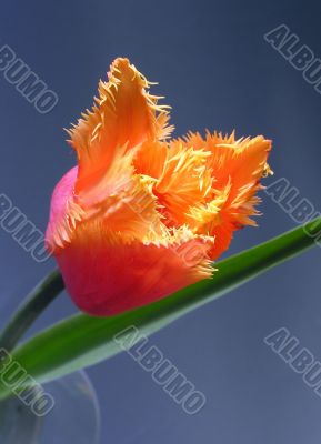 Beautiful tulip