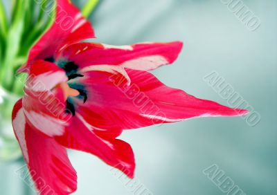 Rosy tulip
