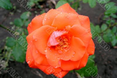 Drops of rain on rose