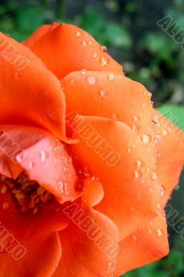 Drops of rain on rose