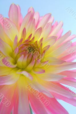 Fine rosy dahlia