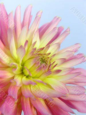 Soft pink flower dahlia