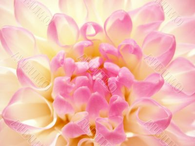 Fine rosy flower Fine rosy flower