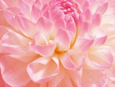 Fine rosy flower Fine rosy flower