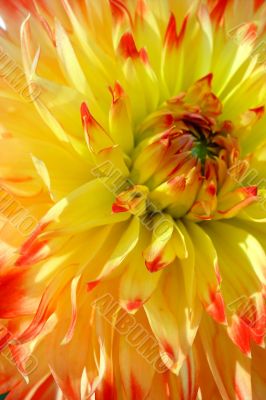 Sunny dahlia