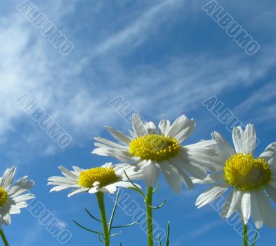 Ox-eye daisy and sky