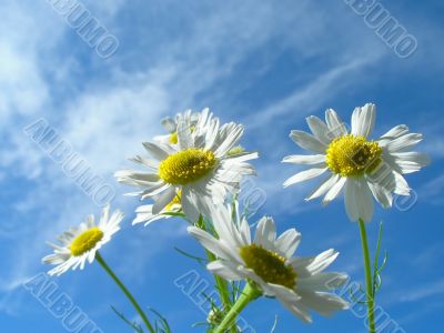 Ox-eye daisy and sky