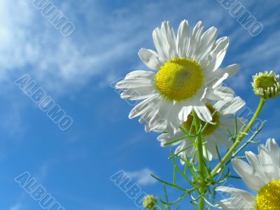 Ox-eye daisy and sky