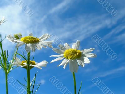Ox-eye daisy and sky