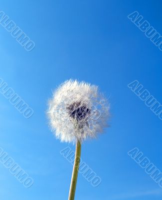 Flower dandelion and sky