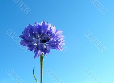 Blue flower