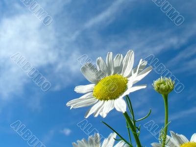 Ox-eye daisy and sky