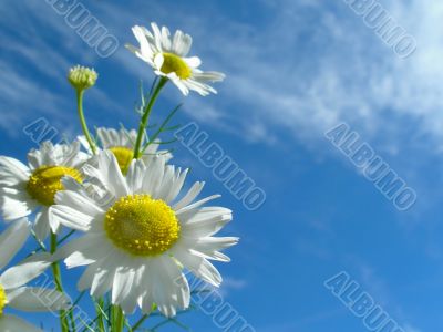 Ox-eye daisy and sky