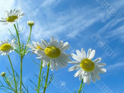 Ox-eye daisy and sky