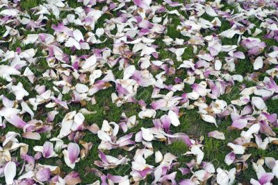 Carpet of Flowers