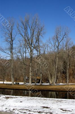 Forest in snow