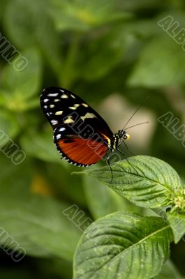 Beautiful butterfly