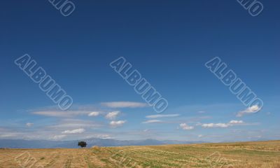 desert landscape with lone tree