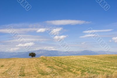 lone tree