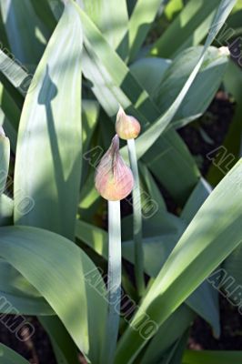 tulip bud