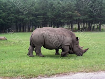Rhino Rhino