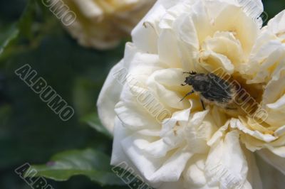 Beetle on rose