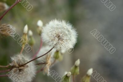 Dandelion plant