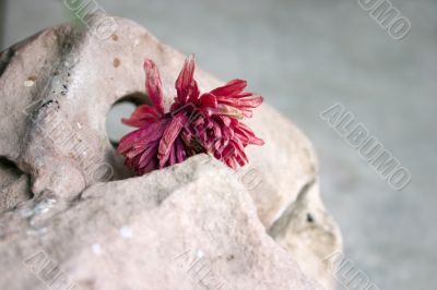 Flower in stone