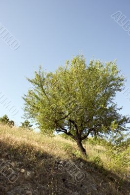 Mediterranean almond tree