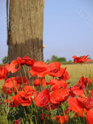 Red poppies