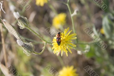 Summer dandelion flowers
