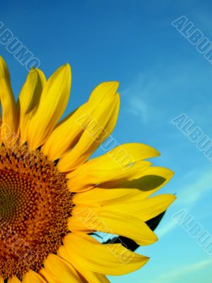 Sunflower Sunflower