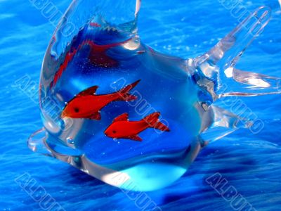 Aquatic life . Glass fish