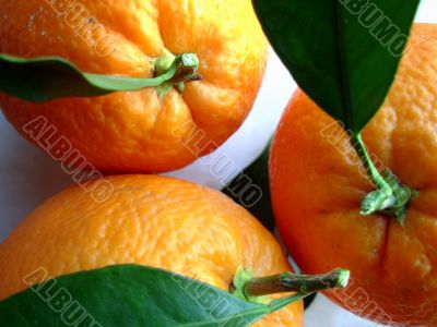 photo of a navel oranges