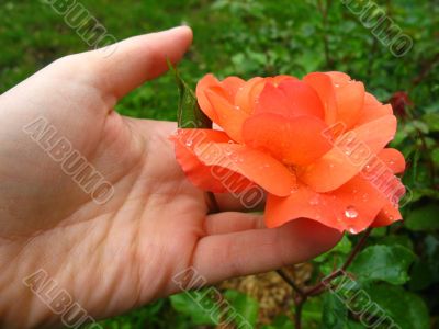 Rose in a Hand