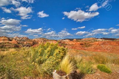 Dry bushes