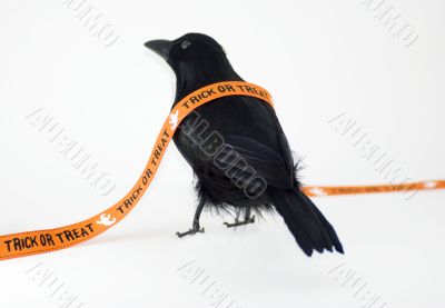 Black Crow for Halloween