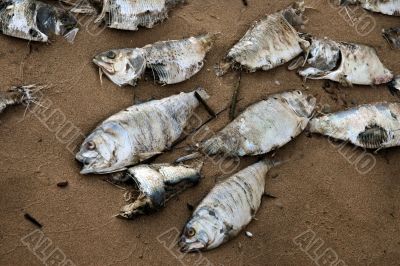 Dead fish