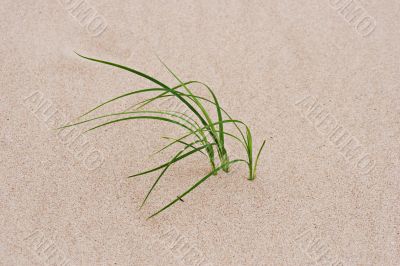 grass through sand