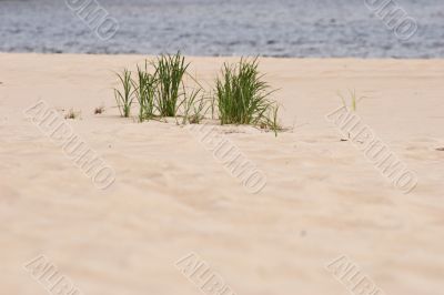 grass on sandy beach