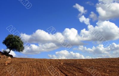 Solitary tree