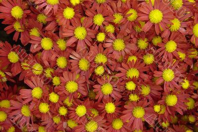 Chrysanthemum Red