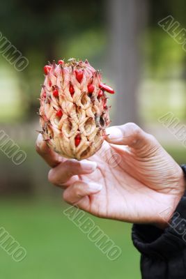 unusual blossom with hand and sleeve