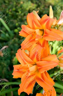 Lily Lily