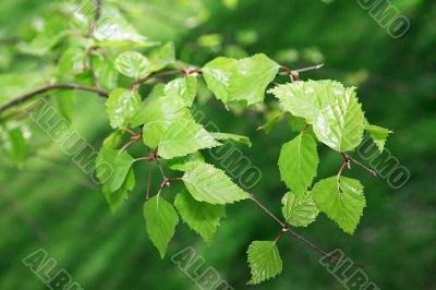 branch