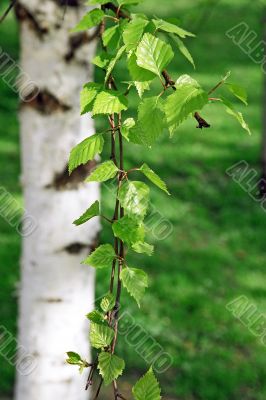 branch