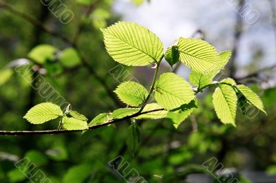 branch