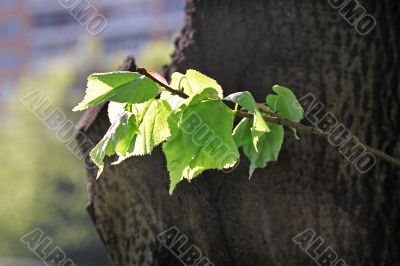 branch