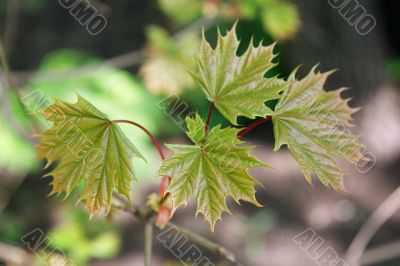 maple branch maple branch
