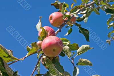 apples on tree apples on tree